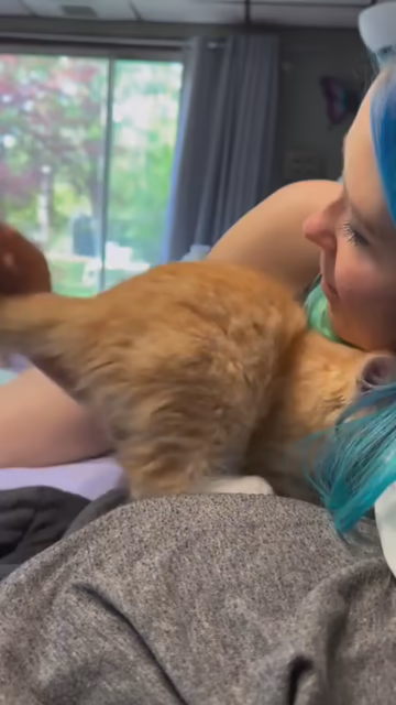 Video of a fluffy kitten rubbing its head against the face of a smiling someone with blue & teal hair. The kitty then approaches the person filming and meows loudly for attention (which makes the first person lose it while laughing)