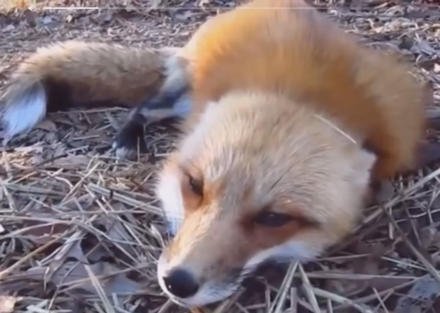 Red fox laying down on some straw, looking up at the camera, and then going "aaaaah" to the viewer