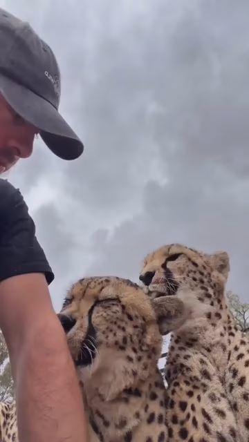 A cheetah licking another cheetah who's licking a man's arm. It's clearly time to groom. They're both purring. 