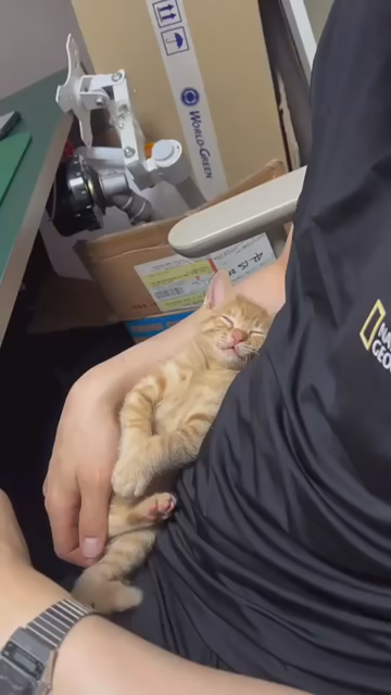 Video of an orange kitten being cradled with one hand like a tiny, sleeping baby. The little kitty wakes up and meows a few time at the person holding them before passing out again just seconds later.