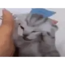 :acat_suffering: