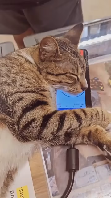 Video of someone paying for something at a bodega with their phone, but a tabby cat happens to using the payment terminal as a pillow. They pay anyway by putting their phone close to to kitty. This makes the cat's ear twitch and they hug their face with their paws, but does not wake them up.