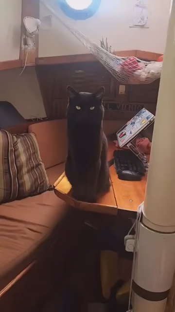 Video of a black cat sitting on a table inside of a boat cabin and swaying naturally to the waves while looking at the human who is filming them. The void silently meows, and the sea-kitty wonders why they're not being pet and/or fed.