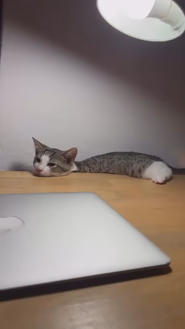 Video of a cat laying down at the back of a table next to a wall with only half of its body visible. The camera pans down to underneath the table and shows the rest of the kitty's body and 3 legs just dangling. The cat doesn't mind laying like this and is quite comfy... somehow