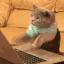:typingcat: