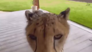 A 7 second video of a cheetah approaching a person and drinking straight out of the mug they're holding. The audacity! 