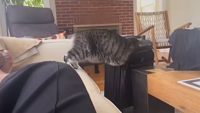 A cat jumps into a standing trolley bag, gets stuck halfway in and flails its legs, eventually tipping the trolley bag while still inside.