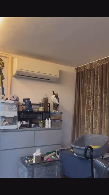 A cat stands on a shelf, holding a bag of treats in its mouth. The cat tries to get down, but it holds the bag in such a way it protrudes upward and makes it impossible to see.