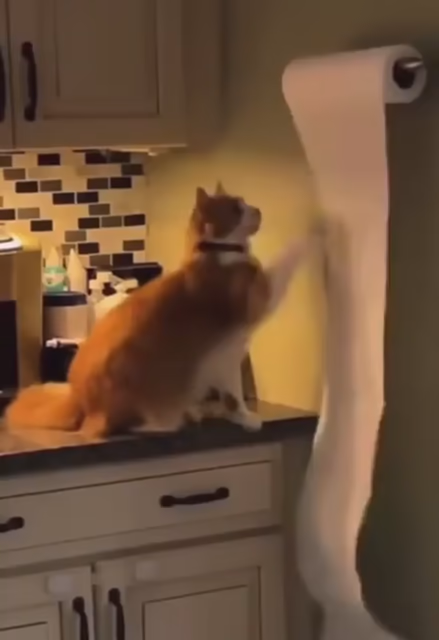 Video of a fluffy orange and white cat unspooling a paper towel on a holder. You hear someone off screen telling the cat to stop it, which only causes the kitty to do it faster.