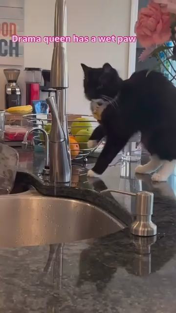 Video from jijibellsdrama of their cat, Jiji, limping while hopping with one paw in the air like that are injured. She is not. She's just being a drama queen because her paws is wet.