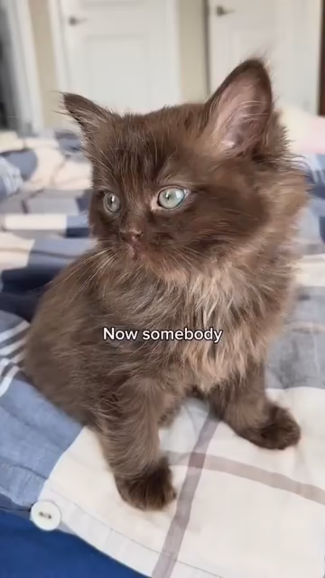 [Video of a tiny, fluffy black kitten sitting on a bed while looking around.]

Now somebody
Anybody
Everybody
SCREAM

[Video cuts to the little void kitty cat meowing as loud as it can (which isn't very) while on the floor.]