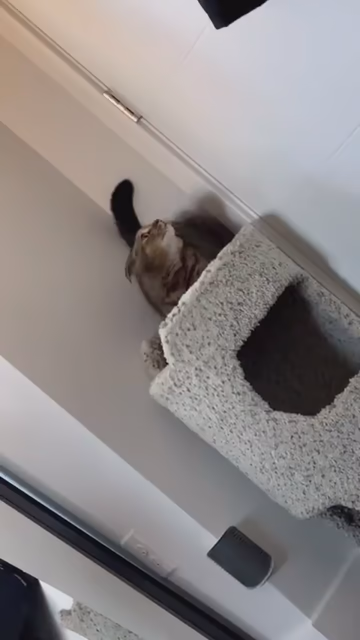 Video of a tabby kitty getting the zoomies while on their cat condo in the corners. They meow a bunch while excitedly moving their head around, reach up in the corner and meow, then finally zoom off to do cat zoomie stuff