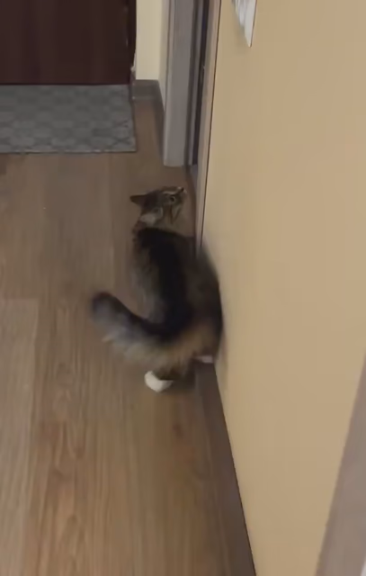 Nova making 2 meows while in zoomies mode