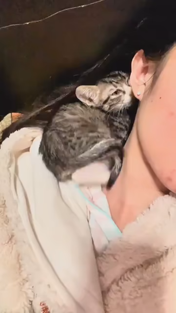 Super cute video of a tiny kitty cat curling and snuggling up next to someone's neck and long hair to enjoy the warmth.