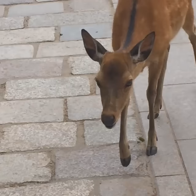 Video of a sika deer (Cervus nippon), also known as the Northern spotted deer or the Japanese deer, walking up to some people filming it and then making a really high pitched noise. After a bit, it continues making the noise raises its head and screams. The rest of the video is the people filming just cracking up.