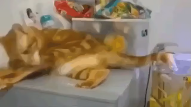 Video of an orange cat laying down and grooming itself on the table next to a fish aquarium with an open lid. The tip of his tail plops in the water a few times and flings water at the kitty, much to his confusion.

*Grooming intensifies*