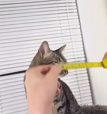 Video of someone measuring their tabby cats head then 3d printing different hats with ear holes for the kitty to wear like a orange traffic cone, a yellow hardhat, and a firefighter hat. You see the kitty licking their lips a lot, so you know plenty of tasty bribery was involved for the video shoot.