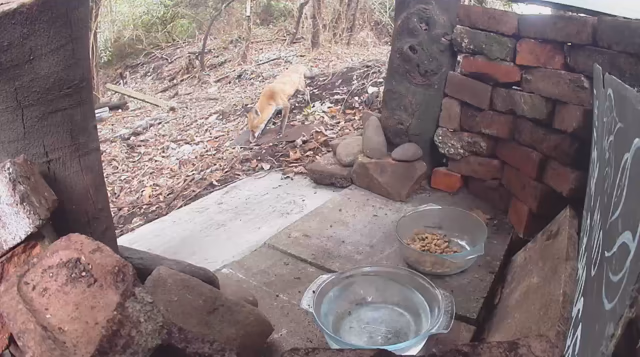 Fox stopping by a wild animal feeding station to eat some kibble