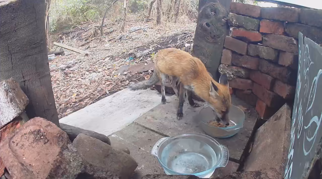 Video of a fox inside a wild animal feeding station, eating kibble from a bowl