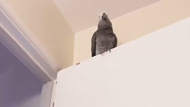 Video of a parrot sitting on top of a door. Thr parrot says, "You are a bird" then the clip zooms in on the bird's face it points a human finger at the camera