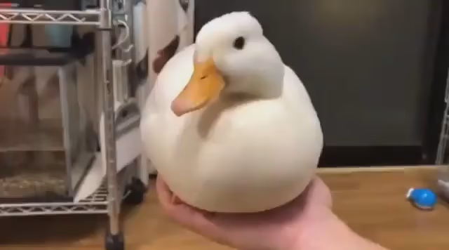 The video features a white duck with a bright orange beak, held in a person's hand. The duck appears calm and content, however, when the duck quacks, it disappears into the spacetime continuum with a reverb in its parting quack.