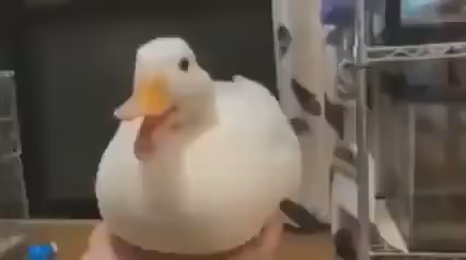 The video features a white duck with a bright orange beak, held in a person's hand. The duck appears calm and content, while the duck quack a little tune. One that sounds awfully familiar to... wait a minute, this is a Rick Roll, isn't it?

(Never Gonna Give You Up)