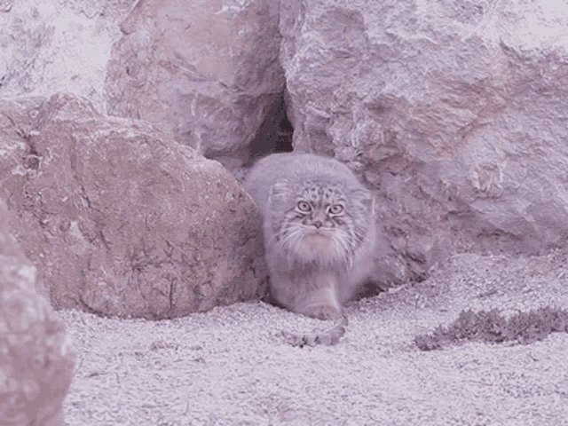 Fluffy Pallas cats emerge from a rock cave, one behind the other, walking with purpose towards the camera and disappearing to the left, endlessly 